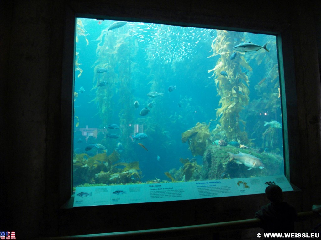 Monterey. - Westküste, Bay Aquarium, Fische, Monterey - (New Monterey, Monterey, California, Vereinigte Staaten)