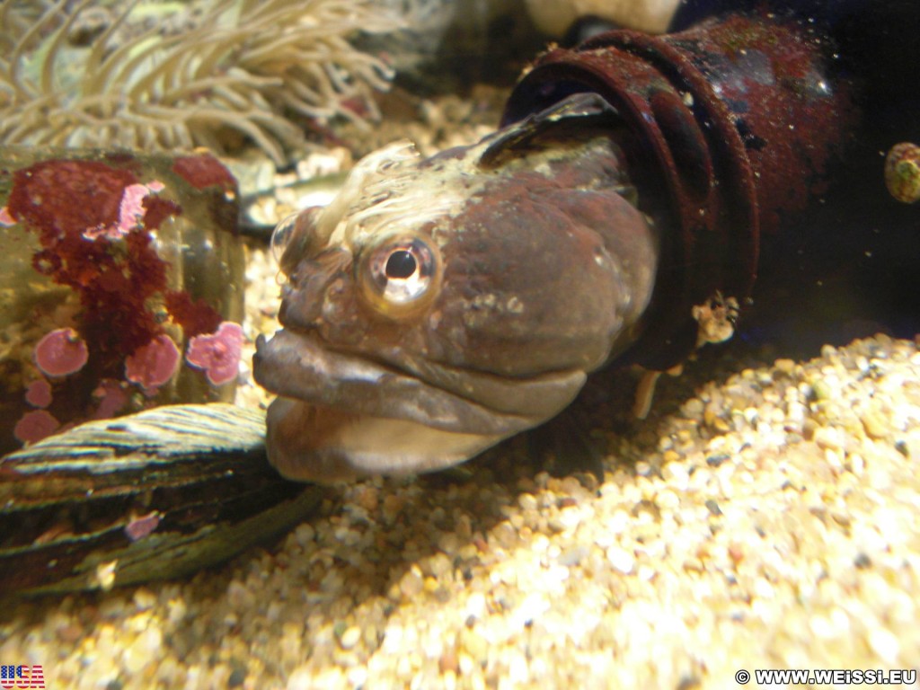 Monterey. - Westküste, Bay Aquarium, Fische, Monterey - (New Monterey, Monterey, California, Vereinigte Staaten)