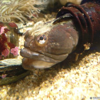 Monterey. - Westküste, Bay Aquarium, Fische, Monterey - (New Monterey, Monterey, California, Vereinigte Staaten)