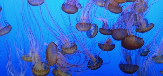 Monterey. - Westküste, Bay Aquarium, Quallen, Monterey - (New Monterey, Monterey, California, Vereinigte Staaten)
