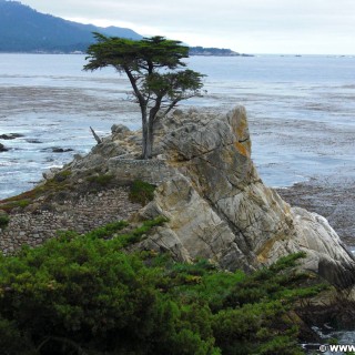 17-Mile Drive. - Westküste, 17-Mile Drive, Del Monte Forest, Lone Cypress, Monterey - (Pebble Beach, California, Vereinigte Staaten)