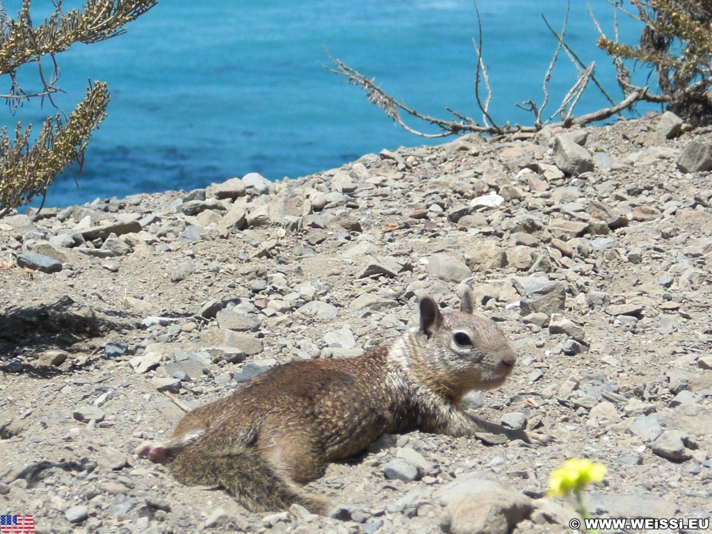 Highway 1 - California State Route 1. - Westküste, Big Sur, Squirrel, Tiere, Highway 1, California State Route 1 - (Plaskett, Big Sur, California, Vereinigte Staaten)