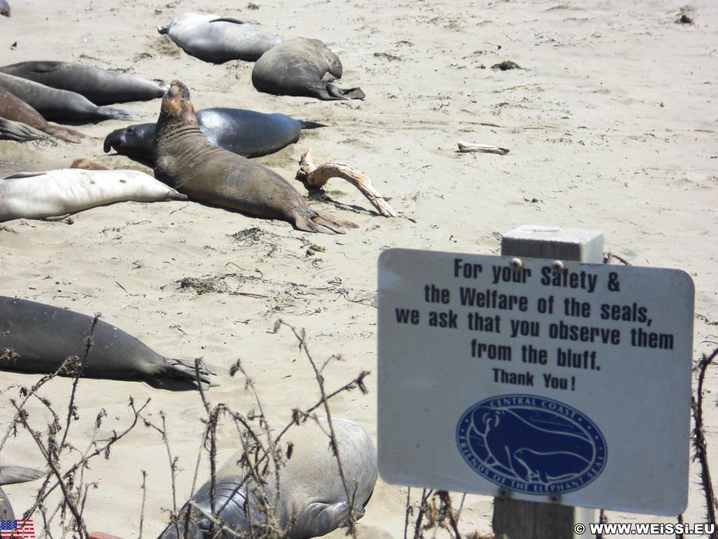 Highway 1 - California State Route 1. - Westküste, Schild, Hinweisschild, Strand, Big Sur, Seekühe, Seekuh, Tiere, Highway 1, California State Route 1 - (San Simeon, California, Vereinigte Staaten)