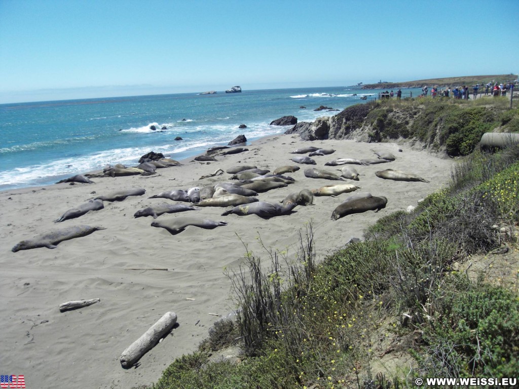 Highway 1 - California State Route 1. - Westküste, Strand, Big Sur, Küstenabschnitt, Landschaft, Meer, Seekühe, Seekuh, Tiere, Highway 1, California State Route 1 - (San Simeon, California, Vereinigte Staaten)