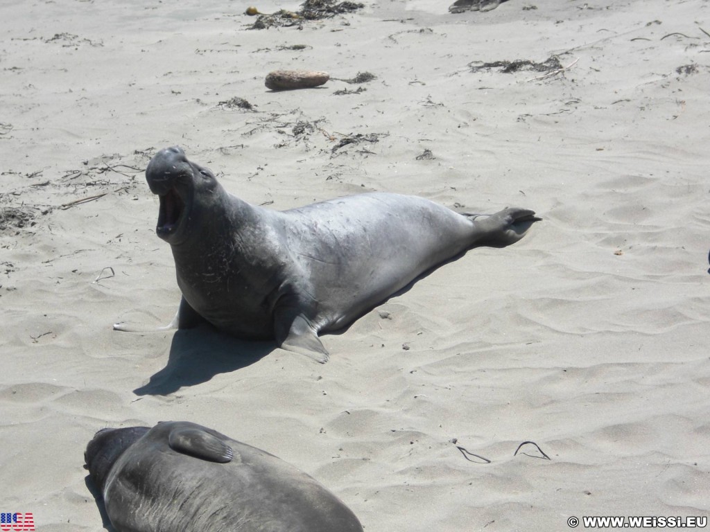 Highway 1 - California State Route 1. - Westküste, Strand, Big Sur, Seekühe, Seekuh, Tiere, Highway 1, California State Route 1 - (San Simeon, California, Vereinigte Staaten)