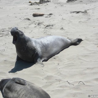 Highway 1 - California State Route 1. - Westküste, Strand, Big Sur, Seekühe, Seekuh, Tiere, Highway 1, California State Route 1 - (San Simeon, California, Vereinigte Staaten)