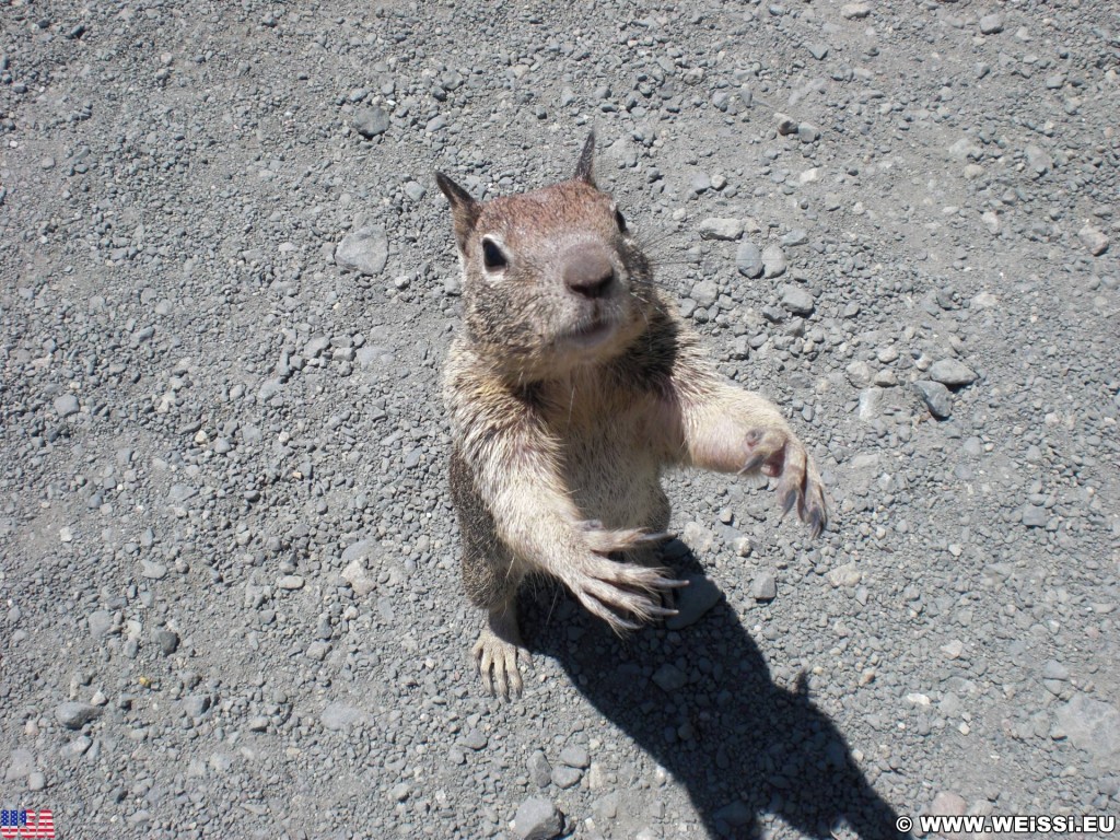 Highway 1 - California State Route 1. - Westküste, Big Sur, Squirrel, Tiere, Highway 1, California State Route 1 - (San Simeon, California, Vereinigte Staaten)