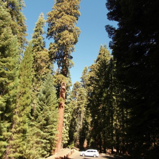 Sequoia National Park. - Auto, Dodge Journey, Sequoia Nationalpark, Mammutbaum, Baum, Mammutbäume, Auto Log - (Pinewood, Sequoia National Park, California, Vereinigte Staaten)