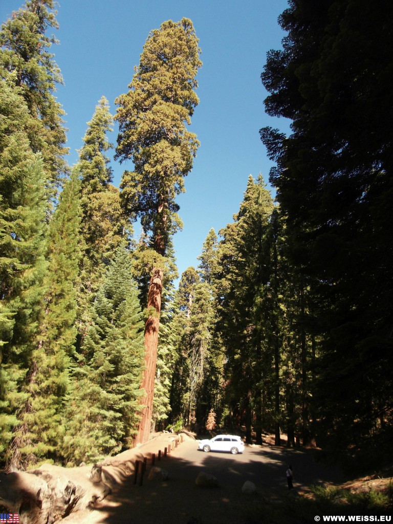 Sequoia National Park. - Auto, Dodge Journey, Sequoia Nationalpark, Mammutbaum, Baum, Mammutbäume, Auto Log - (Pinewood, Sequoia National Park, California, Vereinigte Staaten)