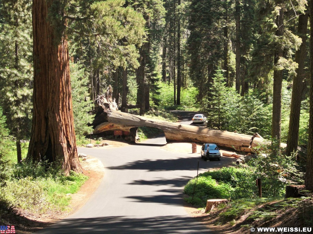 Sequoia National Park. - Sequoia Nationalpark, Mammutbaum, Baum, Mammutbäume, Baumstamm, Tunnel Log - (Pinewood, Sequoia National Park, California, Vereinigte Staaten)