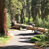 Sequoia National Park. - Sequoia Nationalpark, Mammutbaum, Baum, Mammutbäume, Baumstamm, Tunnel Log - (Pinewood, Sequoia National Park, California, Vereinigte Staaten)