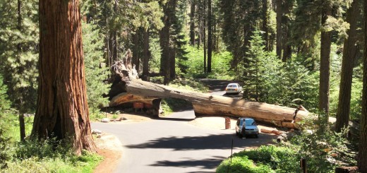 Sequoia National Park. - Sequoia Nationalpark, Mammutbaum, Baum, Mammutbäume, Baumstamm, Tunnel Log - (Pinewood, Sequoia National Park, California, Vereinigte Staaten)