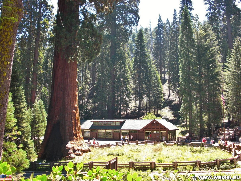 Sequoia National Park. - Sequoia Nationalpark, Baumstamm, Sentinel Tree, Giant Forest Museum - (Pinewood, Three Rivers, California, Vereinigte Staaten)