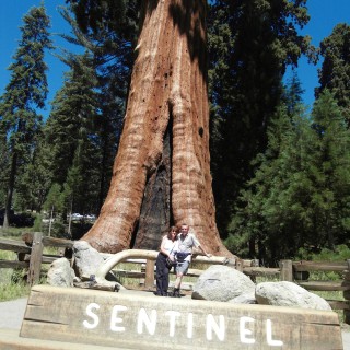 Sequoia National Park. - Sequoia Nationalpark, Mammutbaum, Baum, Mammutbäume, Baumstamm, Sentinel Tree, Personen - WEISSINGER Edeltraud, WEISSINGER Erwin - (Pinewood, Sequoia National Park, California, Vereinigte Staaten)