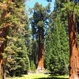 Sequoia National Park. - Sequoia Nationalpark, Mammutbaum, Baum, Mammutbäume, Sherman Tree Trail, General Sherman Tree - (Pinewood, Sequoia National Park, California, Vereinigte Staaten)