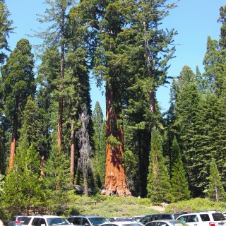 Sequoia National Park. - Sequoia Nationalpark, Mammutbaum, Baum, Mammutbäume, General Grant Tree - (Grant Grove Village, Hume, California, Vereinigte Staaten)