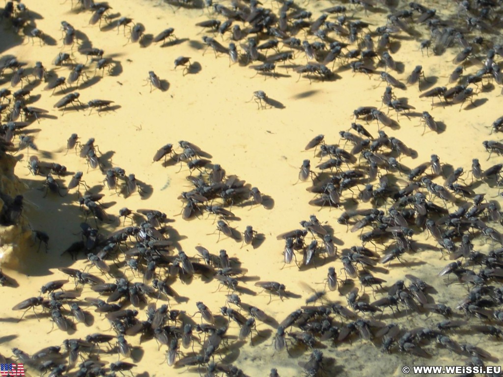 Mono Lake. - Tiere, Mono Lake, Brine fly, Fliegen - (Lee Vining, California, Vereinigte Staaten)