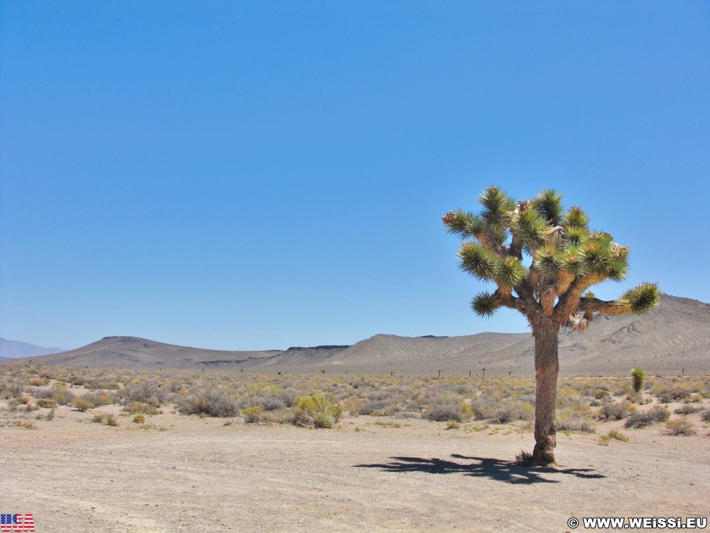 On the road. - Baum, Jushua Tree, Lonely Tree, On the Road - (Darwin, California, Vereinigte Staaten)