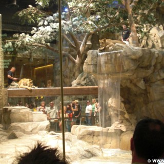 Las Vegas. - Las Vegas, MGM Grand Hotel, Lion Habitat, Lion, Löwe, Löwengehege - (Bracken, Las Vegas, Nevada, Vereinigte Staaten)