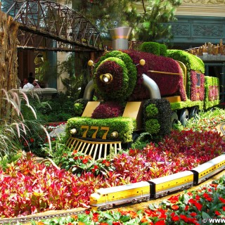 Las Vegas. - Bäume, Las Vegas, Hotel Bellagio, Winter Garden, Natur, Wintergarten, Botanischer Garten, Pflanzen, Blumen, Zug, Eisenbahn, Lok - (Bracken, Las Vegas, Nevada, Vereinigte Staaten)