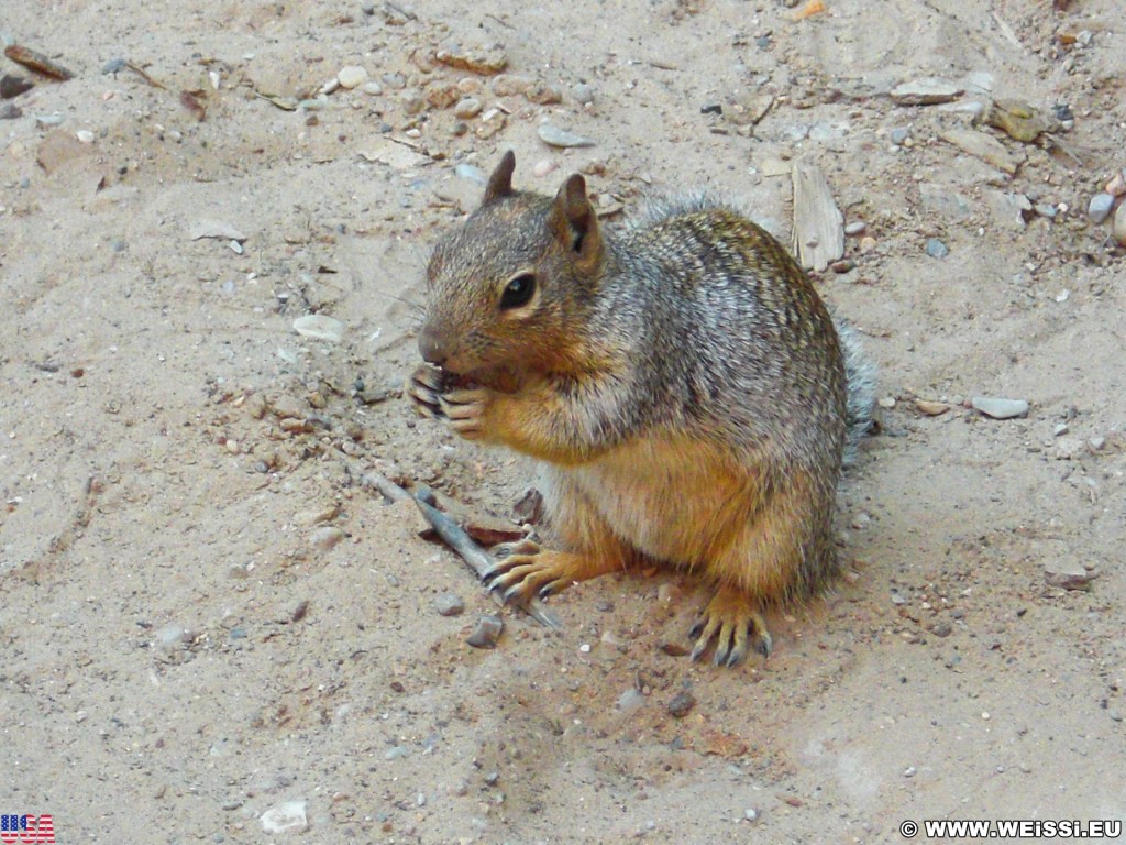 Zion National Park. - Squirrel, Tiere, Zion National Park, Temple of Sinawava - (Zion Lodge, Virgin, Utah, Vereinigte Staaten)