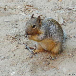 Zion National Park. - Squirrel, Tiere, Zion National Park, Temple of Sinawava - (Zion Lodge, Virgin, Utah, Vereinigte Staaten)