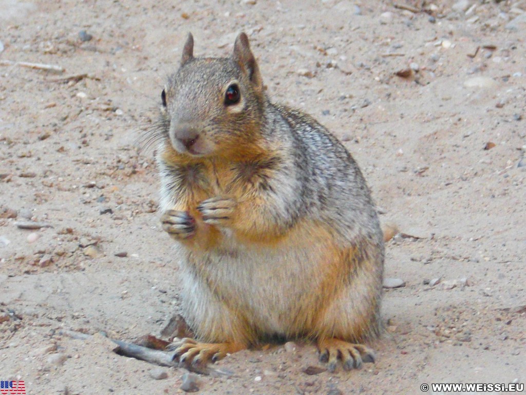 Zion National Park. - Squirrel, Tiere, Zion National Park, Temple of Sinawava - (Zion Lodge, Virgin, Utah, Vereinigte Staaten)