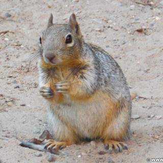 Zion National Park. - Squirrel, Tiere, Zion National Park, Temple of Sinawava - (Zion Lodge, Virgin, Utah, Vereinigte Staaten)