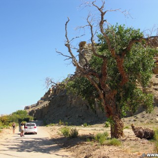 Cottonwood Canyon Road. - Strasse, Auto, Baum, Personen, Cottonwood Canyon Road, Grand Staircase Escalante National Monument - LUTZER Sandra - (Paria, Kanab, Utah, Vereinigte Staaten)