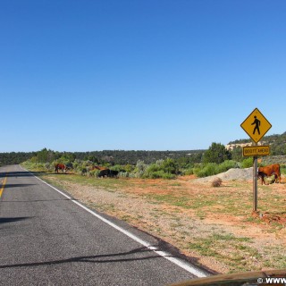 State Route 261, Scenic Byway. - Schild, Landschaft, Tafel, Tiere, On the Road, Kühe - (Fry Canyon, Blanding, Utah, Vereinigte Staaten)