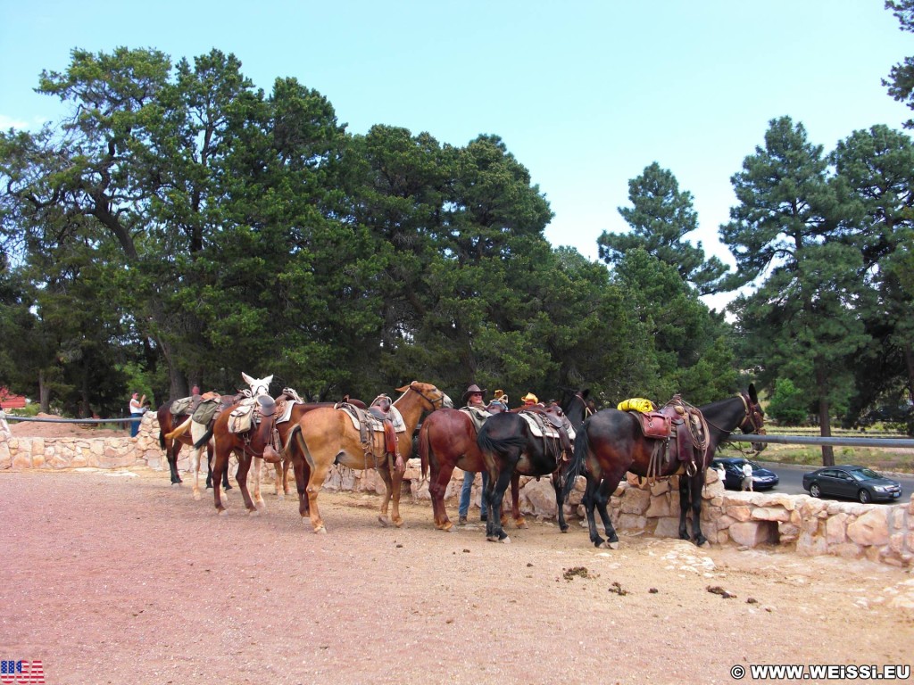 Grand Canyon National Park. Village - Grand Canyon National Park. - Tiere, Pferd, East Rim, Grand Canyon, National Park, East Rim Drive, Pferde - (Grand Canyon, Arizona, Vereinigte Staaten)