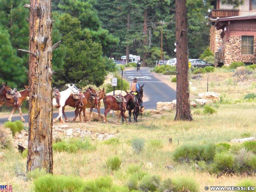 Grand Canyon National Park. Village - Grand Canyon National Park. - Tiere, Pferd, East Rim, Grand Canyon, National Park, East Rim Drive, Pferde - (Grand Canyon, Arizona, Vereinigte Staaten)