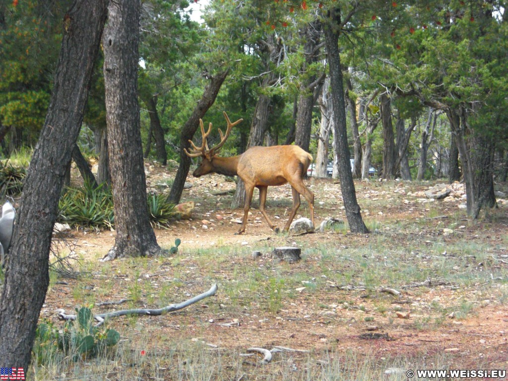 Grand Canyon National Park. Village - Grand Canyon National Park. - Tiere, East Rim, Grand Canyon, National Park, East Rim Drive, Hirsch - (Grand Canyon, Arizona, Vereinigte Staaten)