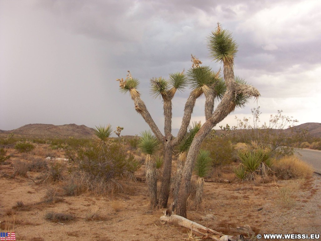 Joshua Tree National Park. - Pflanzen, National Park, Joshua Tree National Park, Joshua Tree, Joshuabaum - (Joshua Tree National Park, Twentynine Palms, California, Vereinigte Staaten)