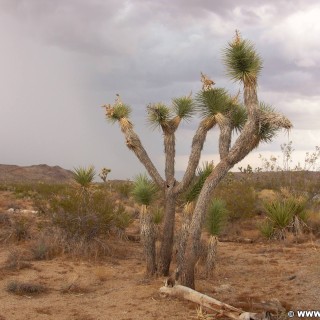 Joshua Tree National Park. - Pflanzen, National Park, Joshua Tree National Park, Joshua Tree, Joshuabaum - (Joshua Tree National Park, Twentynine Palms, California, Vereinigte Staaten)