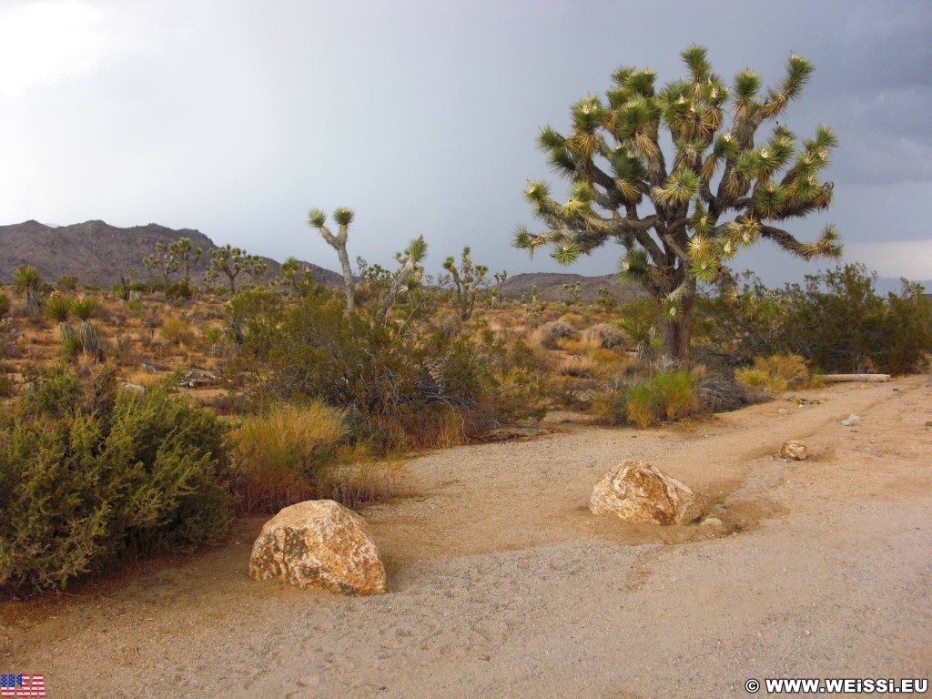 Joshua Tree National Park. - Pflanzen, National Park, Joshua Tree National Park, Joshua Tree, Joshuabaum - (Joshua Tree National Park, Twentynine Palms, California, Vereinigte Staaten)