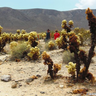 Joshua Tree National Park. Cholla Cactus Garden - Joshua Tree National Park. - National Park, Joshua Tree National Park, Cholla Cactus Garden - (Joshua Tree National Park, Indio, California, Vereinigte Staaten)