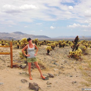 Joshua Tree National Park. Cholla Cactus Garden - Joshua Tree National Park. - Landschaft, Personen, National Park, Joshua Tree National Park, Cholla Cactus Garden - LUTZER Sandra - (Joshua Tree National Park, Indio, California, Vereinigte Staaten)