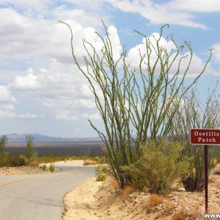 Joshua Tree National Park. - Schild, Tafel, National Park, Joshua Tree National Park, Ocotillo Patch - (Joshua Tree National Park, Indio, California, Vereinigte Staaten)