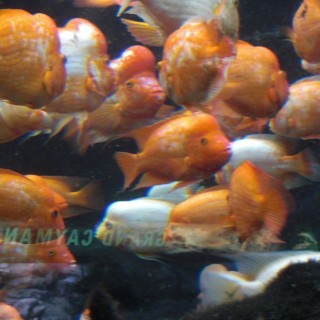 Shedd Aquarium. - Central Station, Shedd Aquarium - (Central Station, Chicago, Illinois, Vereinigte Staaten)