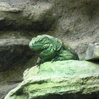 Shedd Aquarium. - Park Row, Shedd Aquarium - (Park Row, Chicago, Illinois, Vereinigte Staaten)