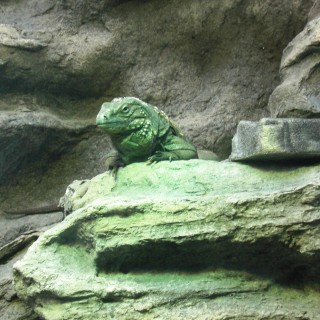 Shedd Aquarium. - Park Row, Shedd Aquarium - (Park Row, Chicago, Illinois, Vereinigte Staaten)