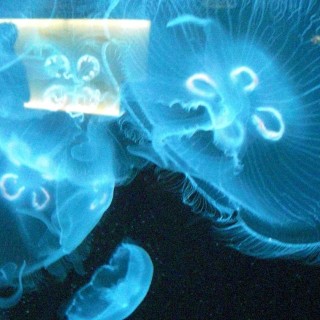 Shedd Aquarium. - Central Station, Shedd Aquarium - (Central Station, Chicago, Illinois, Vereinigte Staaten)