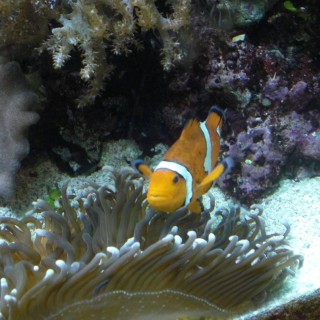 Shedd Aquarium. - Central Station, Shedd Aquarium - (Central Station, Chicago, Illinois, Vereinigte Staaten)