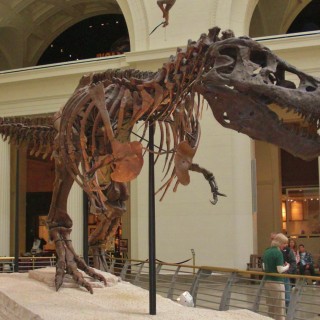 Field Museum of Natural History. - Dinosaurier, Park Row, Field Museum of Natural History, Field Museum, Skelett, Tyrannosaurus rex - (Park Row, Chicago, Illinois, Vereinigte Staaten)