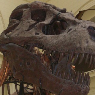 Field Museum of Natural History. - Dinosaurier, Park Row, Field Museum of Natural History, Field Museum, Skelett, Tyrannosaurus rex - (Park Row, Chicago, Illinois, Vereinigte Staaten)