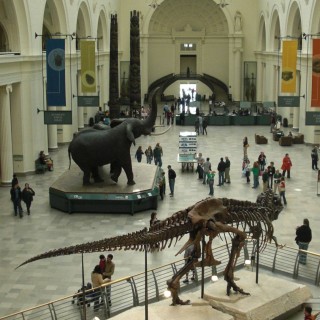 Field Museum of Natural History. - Dinosaurier, Central Station, Field Museum of Natural History, Field Museum, Skelett, Tyrannosaurus rex - (Central Station, Chicago, Illinois, Vereinigte Staaten)