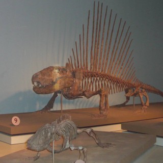 Field Museum of Natural History. - Central Station, Field Museum of Natural History, Field Museum - (Central Station, Chicago, Illinois, Vereinigte Staaten)