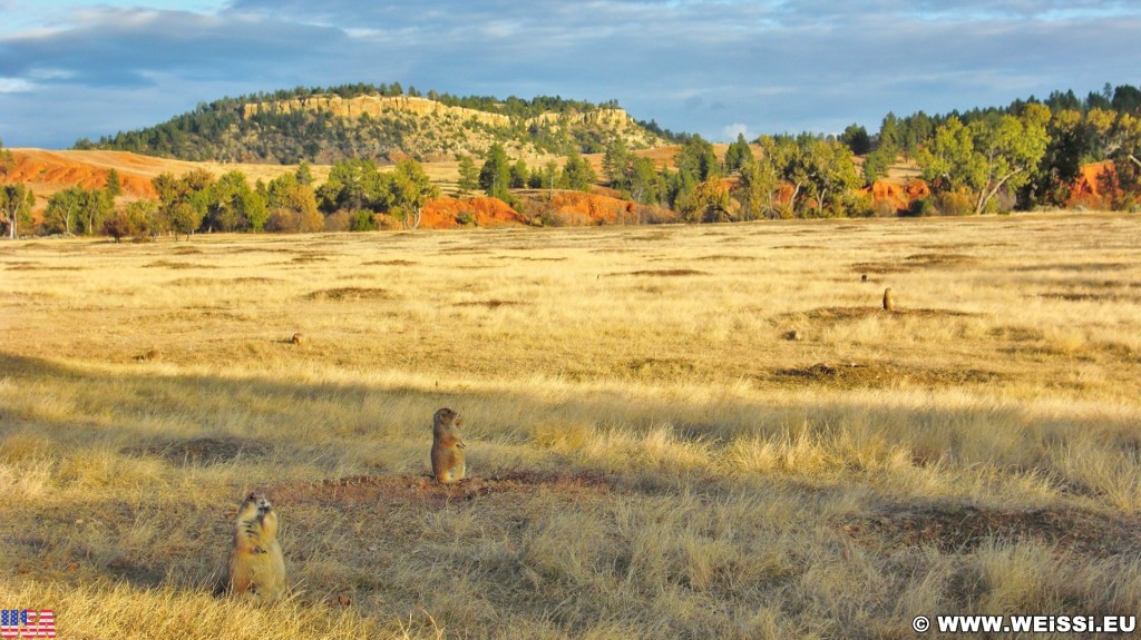 Prairie Dog Town. Prairie Dog Town - Devils Tower National Monument. - Landschaft, Tiere, Bäume, Devils Tower, Devils Tower National Monument, Wyoming, Prairie Dog Town, Präriehunde - (Devils Tower, Wyoming, Vereinigte Staaten)