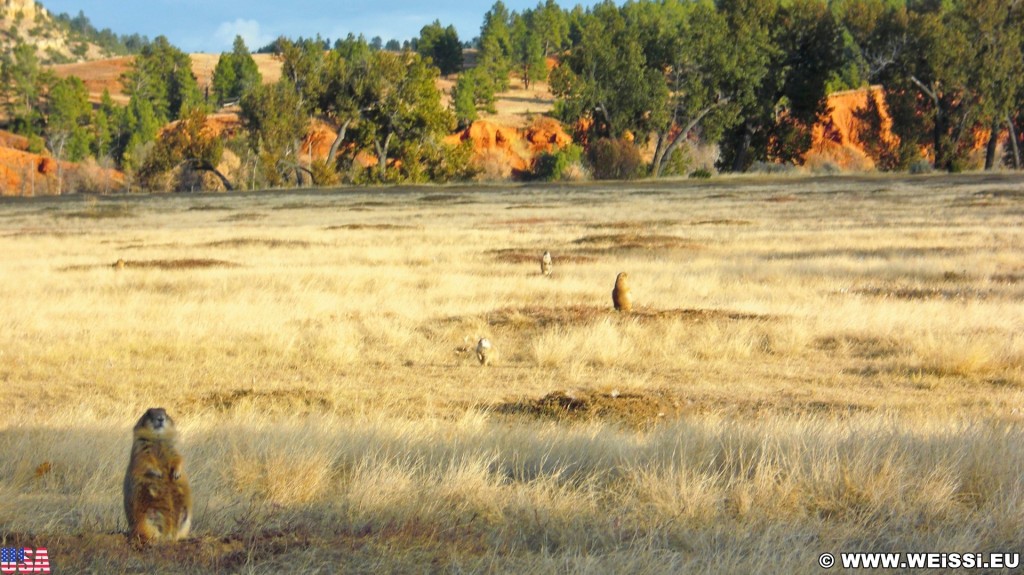 Prairie Dog Town. Prairie Dog Town - Devils Tower National Monument. - Tiere, Bäume, Devils Tower, Devils Tower National Monument, Wyoming, Prairie Dog Town, Präriehunde - (Devils Tower, Wyoming, Vereinigte Staaten)